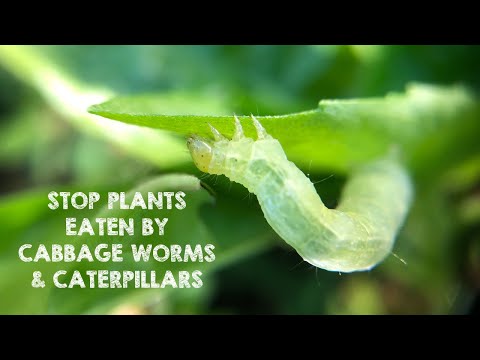 Video: How To Process Roses From Caterpillars? How To Get Rid Of Green Caterpillars With Folk Remedies And Fight Drugs At Home?