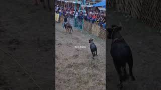tremenda salbada del vaquero 🔥 toros bravos en acción 🔥💯