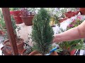 How to grow and care thuja  morpankhi plant  fun gardening  2 sep 2017