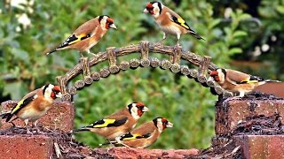 Goldfinches at Bird Bridge - Goldfinch