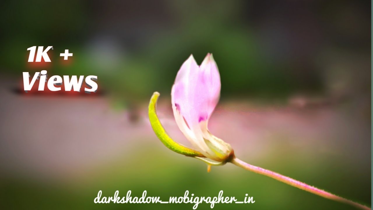 How to edit flowers background in Snapseed best natural photo