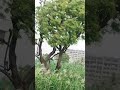 #shuhana mosm #youtubeshorts #spirituality #viralshort #trendingshorts #rajasthani #rain day #💐💐💐