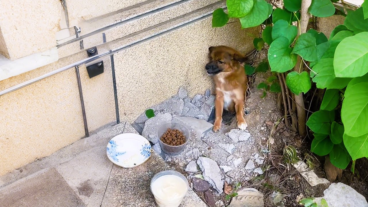 В тот день беременная собака спряталась в норе. Я поняла — она вот-вот родит...
