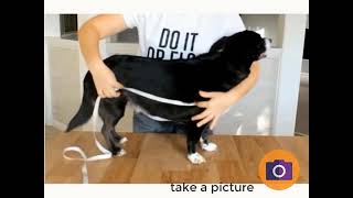 How to measure your dog for your Custom Dog Coats