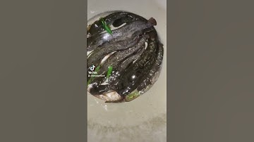 địa Điểm Câu Cá 🐟 Cần Thơ 😜 Hẻm 51 nhé Cả Nhà