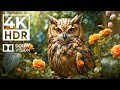 Majestic wildlife wonders in 4kr  with cinematic sound dynamic color