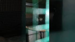 Download Lagu my lovebird Batman MP3 Download Lagu my lovebird Batman MP3