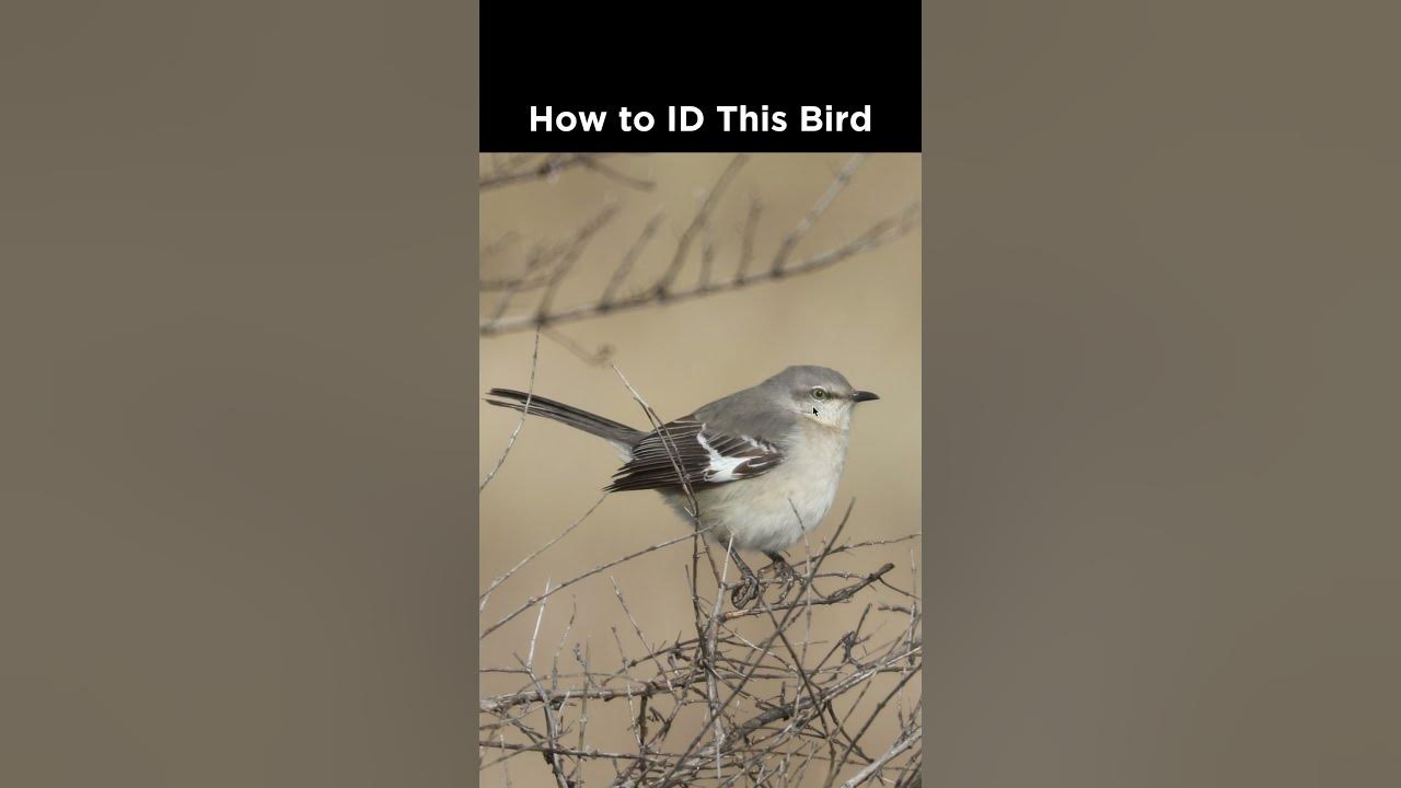Northern Mockingbird identification example YouTube