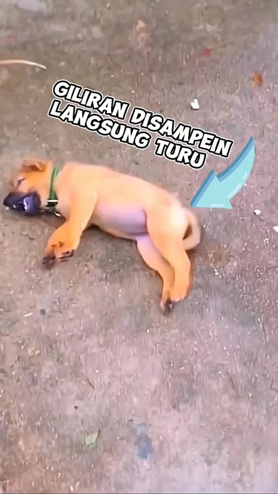 Pas disamperin, langsung ciut nyali anjing ini 🤣