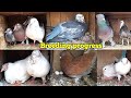 Mere ghar k kabootar ki breeding progress  my pigeon breeding progress  bacche hi bacche