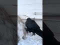 Crows Are Actually So Smart #crow #wildlife #smart