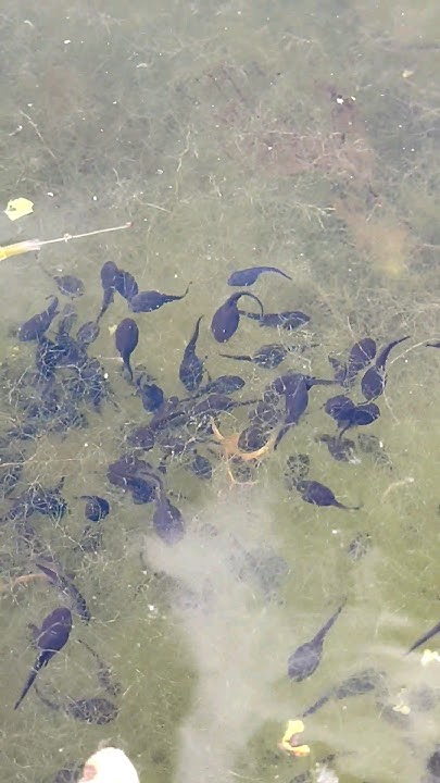 Kaulquappen schwimmen im Teich Wasser YouTube