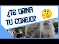 ¿Porque mi conejo me orina? 🐰