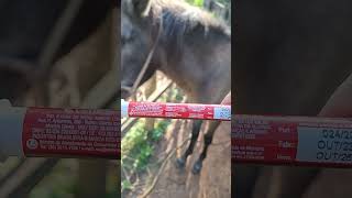 Vermifugo Para Cavalo 1