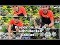 Paano mag alaga ng Cactus and Succulents?