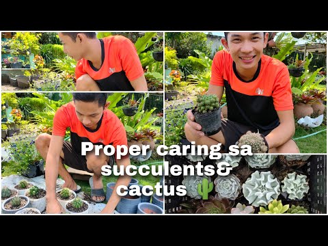 Video: Ano Ang Peanut Cactus – Paano Palaguin ang mga Halaman ng Chamaecereus Cactus
