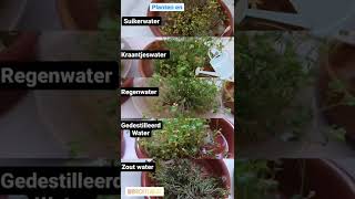 STEM in lager onderwijs - Planten en smaken