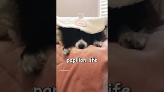 papillon dog is papillon life