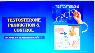 Testosterone Production In Testis Leydig Cells & Control Lecture Swati