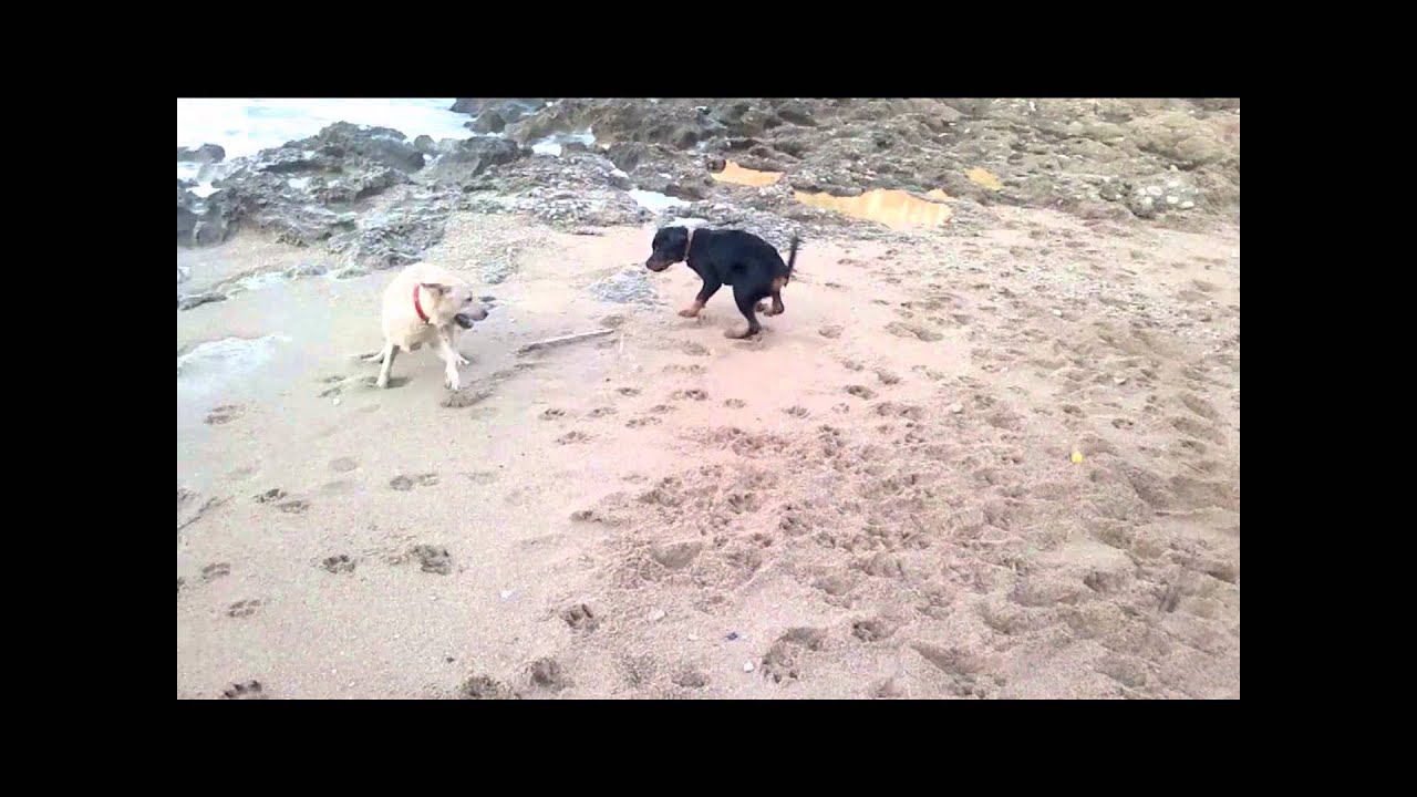 PRINCE LABRADOR vs HERCULES ROTTWEILER GIOCANO IN SPIAGGIA AD ASPRA ...