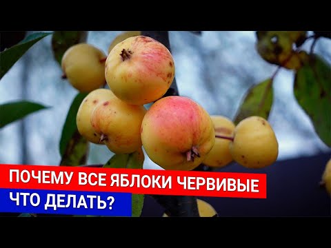 ПОЧЕМУ ВСЕ ЯБЛОКИ ЧЕРВИВЫЕ ЧТО ДЕЛАТЬ?