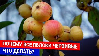 ПОЧЕМУ ВСЕ ЯБЛОКИ ЧЕРВИВЫЕ ЧТО ДЕЛАТЬ?