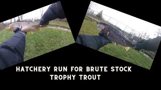 Hatchery Run for BRUTE STOCK TROUT! (LimeStone Springs Fishing Preserve)