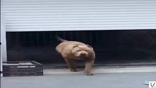 Dog Run Towards You