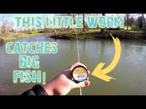 TROUT FISHING With Berkley HONEY WORMS!