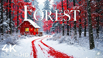 Forest in Winter 4K Amazing Aerial Film - Peaceful Piano Music - Amazing Nature