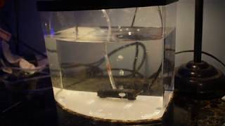 Brine shrimp hatchery update plus grow out tank