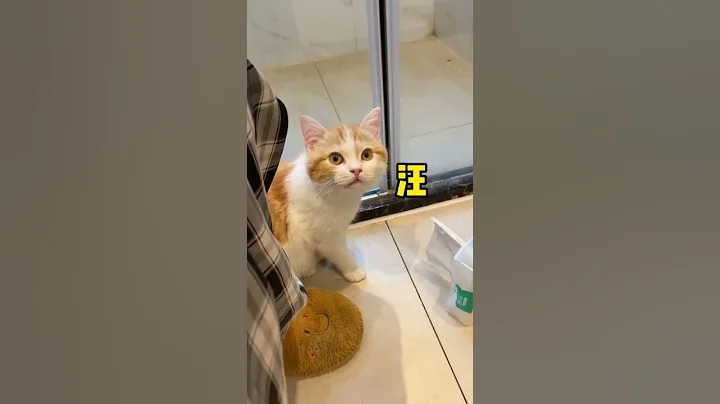 【波比是只橘喵】这猫不会是狗狗变的吧！ - 天天要闻