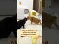 Why an orange cat and a cow cat are a dangerous combo...#cat #cutecat #funnycats #pets