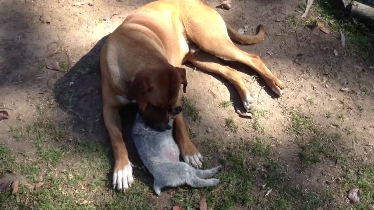 rhodesian ridgeback blue heeler mix