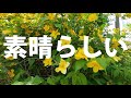 【山吹の里歴史公園】山吹の花を巡る太田道灌と少女の物語