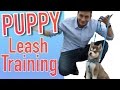 How to Train your NEW PUPPY to Walk on Leash!