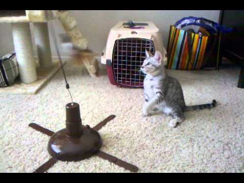 Petlinks Pure Commotion Test3