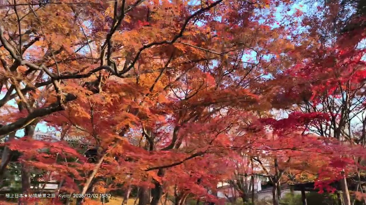 20251202 夕陽西下的「真如堂」，紅葉超美