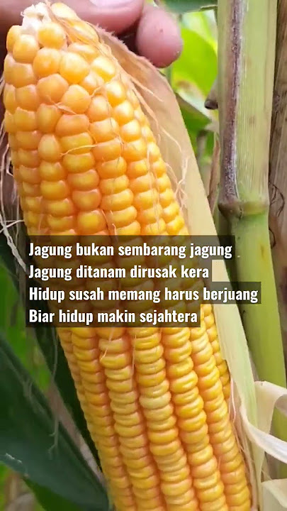 pantun jagung #shorts #short #feedshorts #shortsvideo #jagung #petani