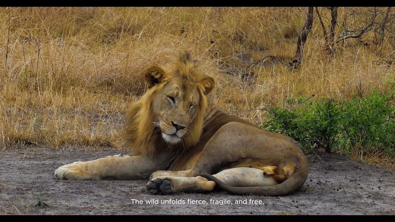 RWANDA SAFARI YOU SHOULD KNOW ABOUT