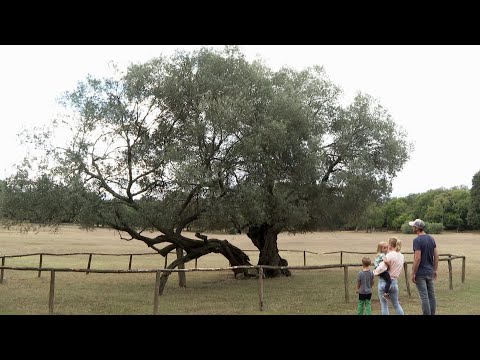 Video: Europsko Stablo Vretena
