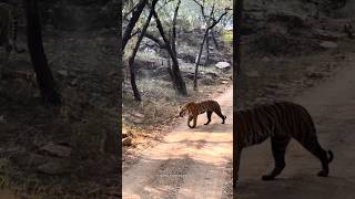 Ranthambore Tiger Reserve||Jungle Safari me Road par Tiger ki bumper sighting hui||#wildlife #tiger
