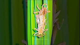Dragonfly Evolution From Monster to Sky Hunter😱❤️#amazingfacts #trending #short #viral