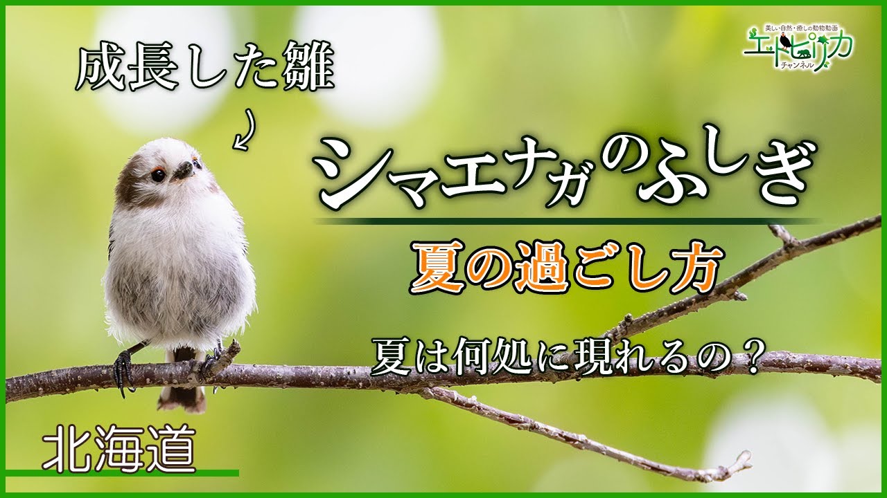 The Wonders of Long-tailed Tits (Summer)] Look at the Grown-up