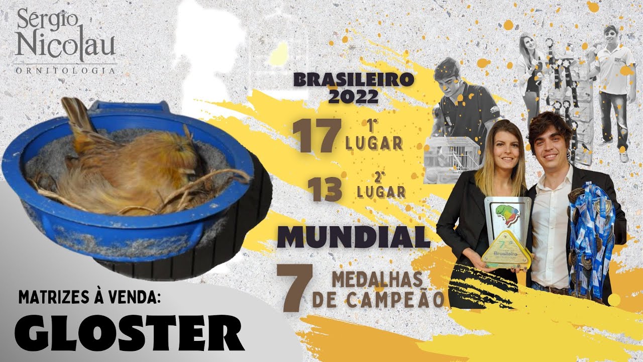 CANÁRIO GLOSTER - FÊMEAS | Matrizes disponíveis para venda