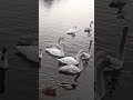 大沼 白鳥台セバット