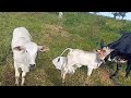 Olhamos o gado