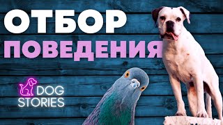 Отбор поведения 🐕 Как быстро научить собаку любой команде 🐩 Как правильно хвалить щенка чтоб понял 🐾