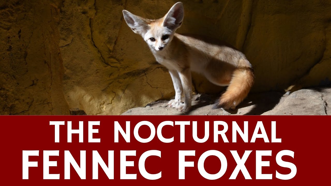Fennec Fox Is A Nocturnal Animal – Top Interesting Facts And Info