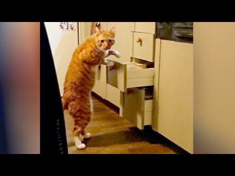 UNBELIEVABLE ANIMAL videos that will KILL YOUR STRESS & MAKE YOU LAUGH